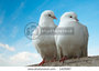 Liefde & Leven_